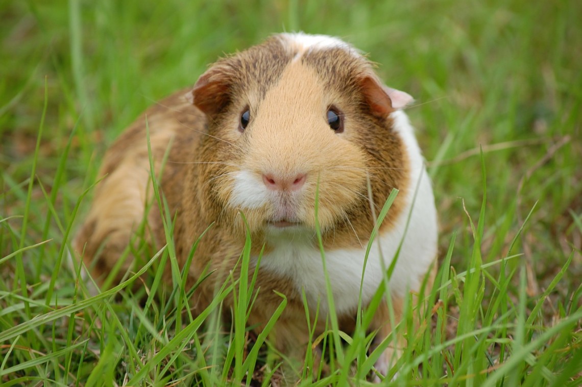 guinea-pig