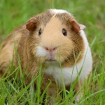 guinea-pig